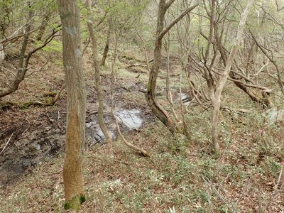 これがヤシオ池？