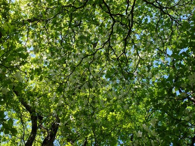 resizeDSCF1034.jpg (381.45 KiB) 閲覧された回数 4862 回 これだけ咲いていればまあまあだろうか?