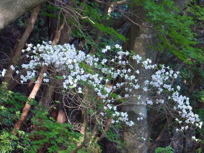 resizeDSCF1132.jpg (262.57 KiB) 閲覧された回数 7855 回 やたらと花が目立つシロヤシオ