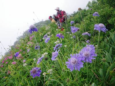 マツムシソウと美男美女