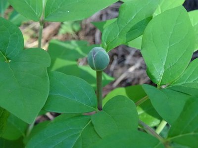 この蕾でも大きい方