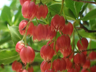 P6100037.jpg (46.73 KiB) 閲覧された回数 6319 回 ベニドウダンツツジ