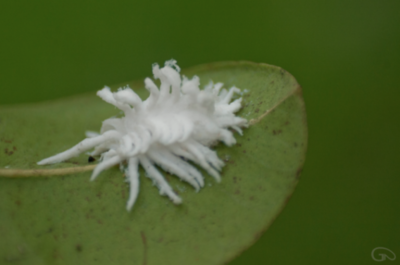 コナカイガラムシ