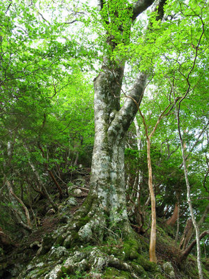 岩尾根のブナ