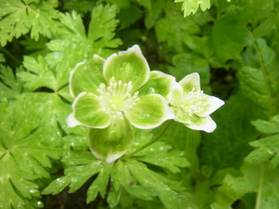 緑のニリンソウ～♪