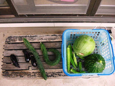 ● 菜園に汗してる、収穫時期には水補給が大変です。