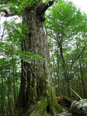 森の重鎮