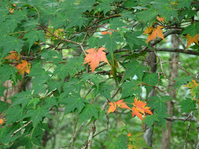 オレンジの紅葉