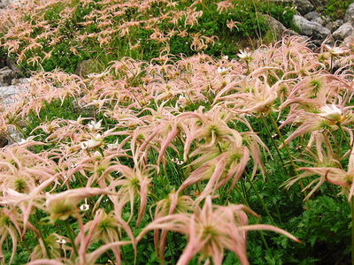 ● 美しく咲いても枯れお花、それなりにキレイだよね