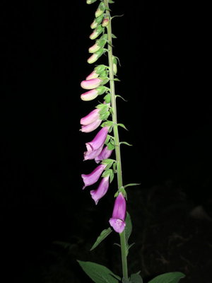 夜のジキタリスも不気味