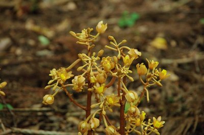 resizeIMGP5321.jpg (117.44 KiB) 閲覧された回数 8419 回 この辺りでは初めて見たツチアケビ