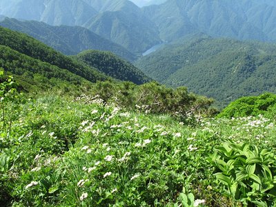 IMG_6091.jpg (377.25 KiB) 閲覧された回数 4675 回 エゾハクサンイチゲと奥新冠のダム湖