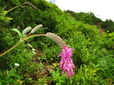 咲きかけのカライトソウが気に入りました