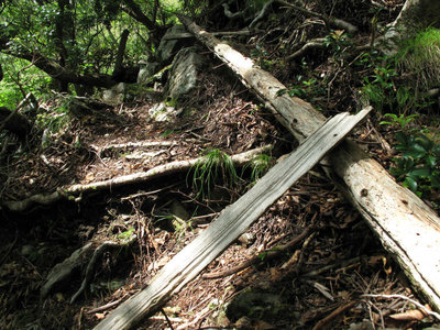 朽ちた梯子