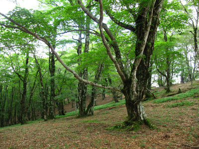 写真自体は普通ですが・・