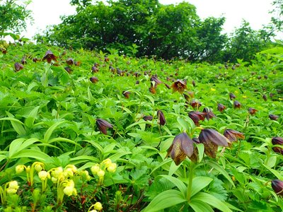 P8140091.JPG (416.42 KiB) 閲覧された回数 5919 回 クロユリ