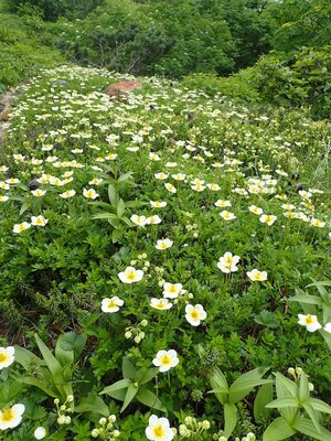 P8140085.JPG (453.25 KiB) 閲覧された回数 5925 回 チングルマ