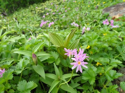 P8140107.JPG (243.49 KiB) 閲覧された回数 5925 回 ハクサンコザクラ