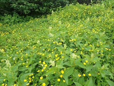 P8140095.JPG (481.83 KiB) 閲覧された回数 5925 回 ミヤマキンポウゲ