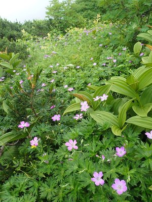 P8140110.JPG (395.33 KiB) 閲覧された回数 6480 回 ハクサンフウロ