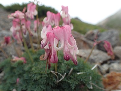 P8140141.JPG (142.84 KiB) 閲覧された回数 5924 回 コマクサ