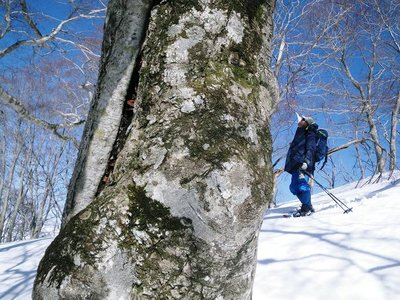 ブナと語らうＢｉｗａ爺