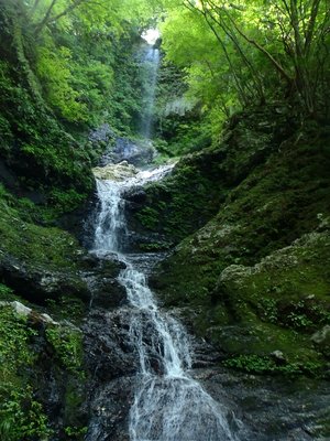 ここヤブでは食傷気味ではあるけど貼っておきます。<br />11日の喜平小屋谷大滝