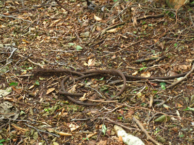 図根点のワイヤー