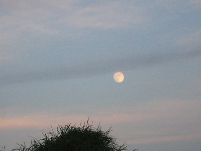 スイカ名月.JPG (60.04 KiB) 閲覧された回数 6002 回 ● スイカ名月が上がってきたよ、ススキが無いの