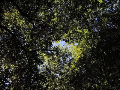 見上げた空 .jpg (294.37 KiB) 閲覧された回数 11280 回 見上げるとこんなカンジ・・・ただスイマセンこれはイメージ