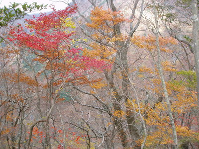 同じ日のシャッポ山への登りの風景