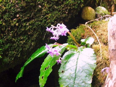 ● 岩タバコが豪雨にも流されずに咲いてる、強いんだね