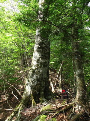 シャッポ尾根のブナ