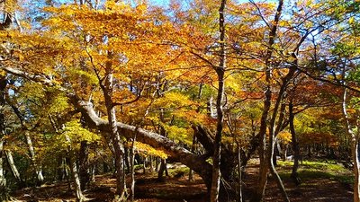 KIMG2016.JPG (143.31 KiB) 閲覧された回数 3611 回 笹ヶ峰付近