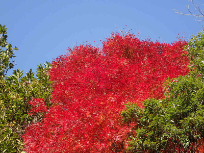 PB110227.jpg (131.67 KiB) 閲覧された回数 7914 回 今日一番の紅葉