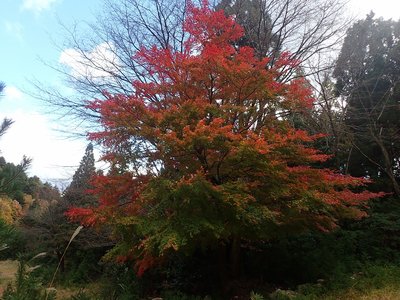 今日一番の紅葉.jpg (397.22 KiB) 閲覧された回数 4296 回 射撃場のもみじ