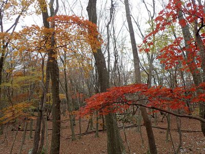 OI000057(23).jpg (99.54 KiB) 閲覧された回数 8710 回 ダイラ