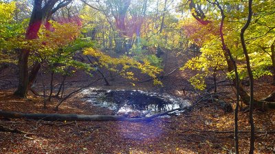 PB121359.jpg (259.9 KiB) 閲覧された回数 8483 回 西日を受ける琵琶池