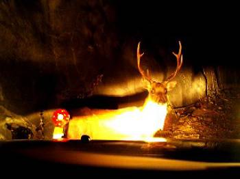 大鹿村の大鹿くん