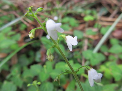 咲き出しました