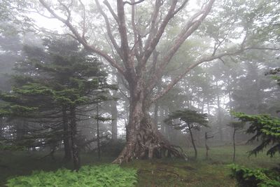 奥駈道でのブナ