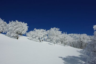 resizeIMGP0083.jpg (136.43 KiB) 閲覧された回数 5693 回 文句なしの青空と霧氷。