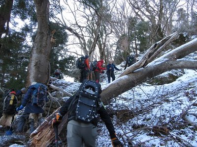 台風の影響か？　倒木を乗り越えつつ先に進むの図