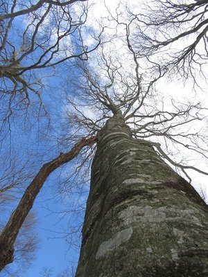 ここはブナ街道（*^_^*）