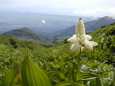 データを見たら１９９７年７月・・・歳をとるわけだなあ