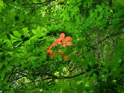 トチの一部紅葉