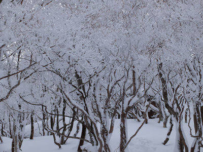 juhyo.jpg (354.06 KiB) 閲覧された回数 10635 回 樹氷の森