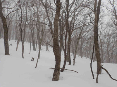 P2030007.jpg (75.15 KiB) 閲覧された回数 6546 回 カタクリ峠