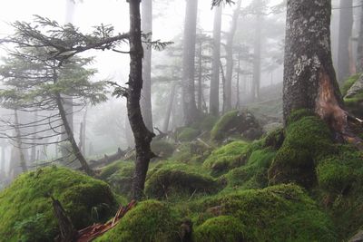 素晴らしいコケの稜線