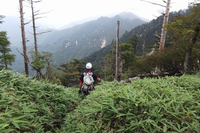 孔雀から釈迦へ引き返す笹の中